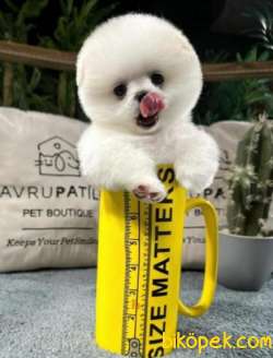 Yavru Patiler Farkı İle Türkiye De Efsane Olacak Pomeranian Bebek 2