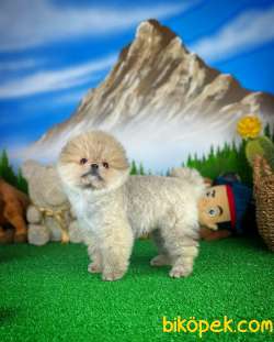 YAVRU PATİLERDEN 3 Aylık Erkek POMERANİAN BOO Yavrumuz 4