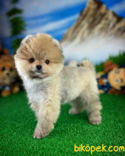 YAVRU PATİLERDEN 3 Aylık Erkek POMERANİAN BOO Yavrumuz 5