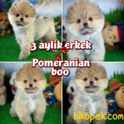 YAVRU PATİLERDEN 3 Aylık Erkek POMERANİAN BOO Yavrumuz 1