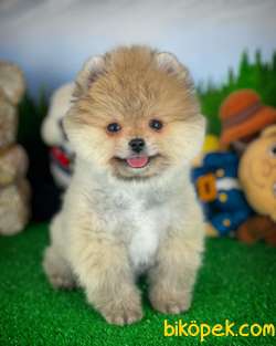 YAVRU PATİLERDEN 3 Aylık Erkek POMERANİAN BOO Yavrumuz 3