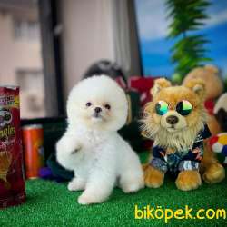 YAVRU PATİLERDEN 3 AYLIK POMERANİAN BOO KIZIMIZ 4