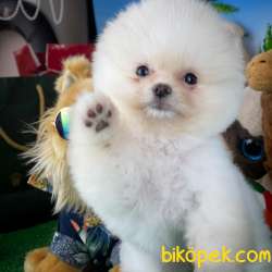 YAVRU PATİLERDEN 3 AYLIK POMERANİAN BOO KIZIMIZ 3