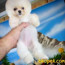 YAVRU PATİLERDEN 3 AYLIK POMERANİAN BOO KIZIMIZ 2