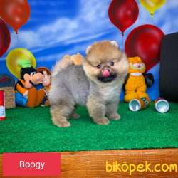 YAVRU PATİLERDEN POMARANİAN BOO  3 AYLIK OĞLUMUZ BOOGY 4