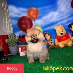 YAVRU PATİLERDEN POMARANİAN BOO  3 AYLIK OĞLUMUZ BOOGY 3