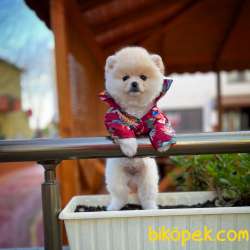 YAVRU PATİLERDEN  POMERANİAN BOO BAL  KIZIMIZ 2,5 AYLIK 4