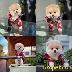 YAVRU PATİLERDEN  POMERANİAN BOO BAL  KIZIMIZ 2,5 AYLIK 1