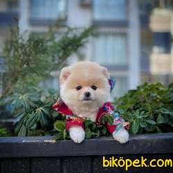 YAVRU PATİLERDEN  POMERANİAN BOO BAL  KIZIMIZ 2,5 AYLIK 5