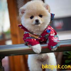 YAVRU PATİLERDEN  POMERANİAN BOO BAL  KIZIMIZ 2,5 AYLIK 3