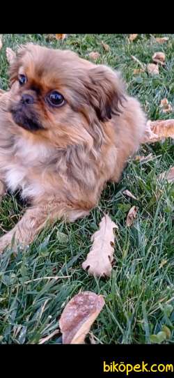 Yavru Pekinez Köpek 3