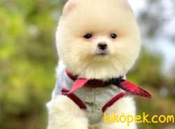YAVRU POMERANİAN 3