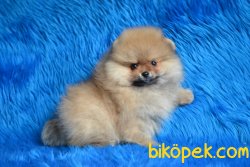 YAVRU POMERANİAN BOO 2