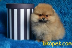YAVRU POMERANİAN BOO 1