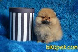 YAVRU POMERANİAN BOO 3