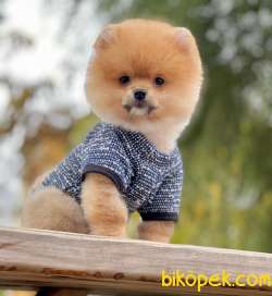 YAVRU POMERANİAN BOO 3