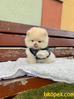 YAVRU POMERANİAN BOO TEDDY BEAR 3