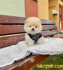 YAVRU POMERANİAN BOO TEDDY BEAR 1