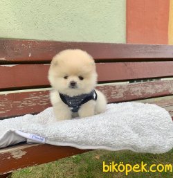 YAVRU POMERANİAN BOO TEDDY BEAR 2