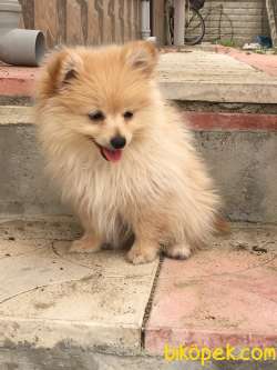 Yavru Pomeranian Satılık 2