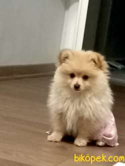 Yavru Pomeranian Satılık 1