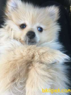 Yavru Pomeranian Satılık 4