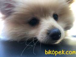 Yavru Pomeranian Satılık 3