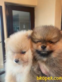 Yavru Pomerian Boo 3
