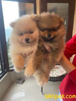 Yavru Pomerian Boo 2