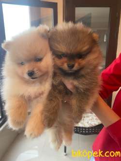 Yavru Pomerian Boo 1