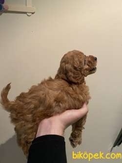 YAVRU POODLE 1