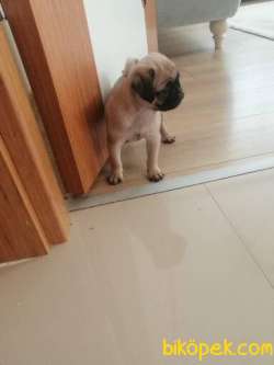 Yavru Pug 2 Aylık 3