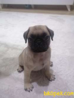Yavru Pug 2 Aylık 1