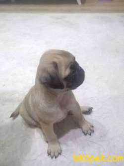 Yavru Pug 2 Aylık 2