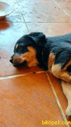 Yavru Rottweiler Yavrularımız. 4