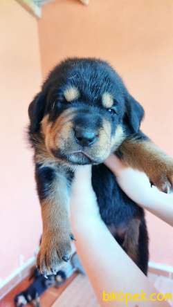 Yavru Rottweiler Yavrularımız. 1