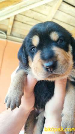 Yavru Rottweiler Yavrularımız. 2