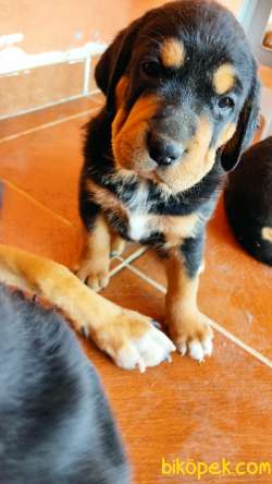 Yavru Rottweiler Yavrularımız. 3