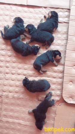 Yavru Rottweiler Yavrularımız. 5