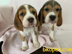 Yavru Safkan Beagle 1