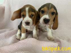 Yavru Safkan Beagle 4