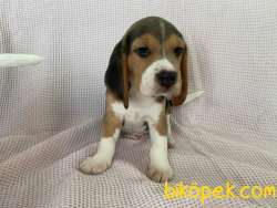 Yavru Safkan Beagle 3