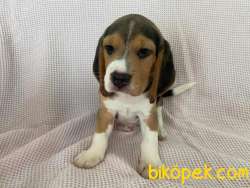 Yavru Safkan Beagle 5