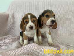 Yavru Safkan Beagle 2