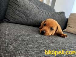 Yavru Safkan Dachshund 4