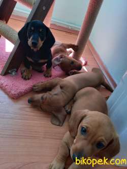 Yavru Safkan Dachshund 1