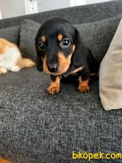 Yavru Safkan Dachshund 5