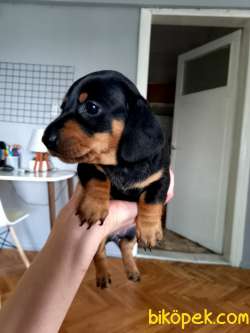 Yavru Safkan Dachshund 3