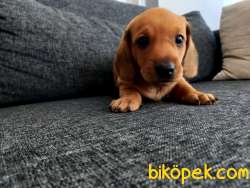 Yavru Safkan Dachshund 2