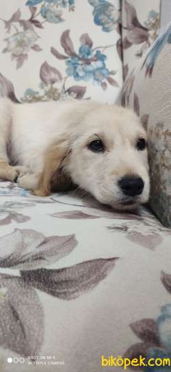 Yavru Safkan Golden 3